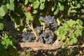 Closeup of a bunch of black grapes in sunlight Royalty Free Stock Photo