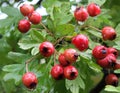 Closeup of a bunch of bright red wild hawthorn berries growing in woodland in early autumn