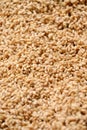 closeup the bunch brown color wheat berries grains soft focus natural red brown background
