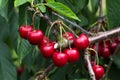 Closeup of a bunch of cherries hanging on a tree branch. Royalty Free Stock Photo