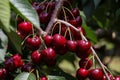 Closeup of a bunch of cherries hanging on a tree branch Royalty Free Stock Photo