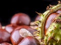 Closeup of bunch of chestnuts Royalty Free Stock Photo