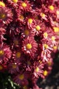 Closeup of bunch of Chrysanthemum flowers Royalty Free Stock Photo