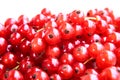 Closeup of a bunch of delicate and fresh redcurrants