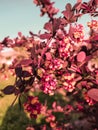 Closeup of a bunch of flower buds and red leaves of a tree on a sunny day