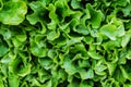 Closeup of a bunch of fresh, organic green salad, lettuce made w