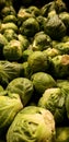 Closeup of a bunch of fresh raw bulk loose Brussels sprouts Royalty Free Stock Photo