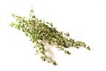 Closeup of a bunch of fresh Thyme shrubs on a white surface Royalty Free Stock Photo