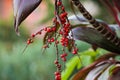 Closeup of bunch of fruits of a red-leaved plant