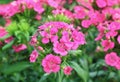 Bunch of Gorgeous Pink Dianthus Flowers Blooming in the Sunlight