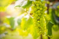 Closeup bunch of green grapes on the farm.