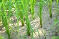 Closeup bunch the green ripe paddy plant growing in the farm over out of focus brown background Royalty Free Stock Photo