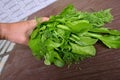 Closeup the bunch green ripe spinach plant with leaves hold hand over out of focus grey brown background Royalty Free Stock Photo