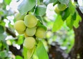 Bunch of greengage plums on tree