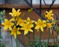 Closeup of a bunch of Hemerocallidoideae growing near house with blurred background Royalty Free Stock Photo