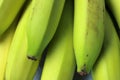 Closeup of a Bunch of Large Banana fruits isolated on white background