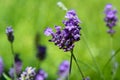 Closeup of a bunch of lavender against green field Royalty Free Stock Photo