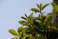 Closeup of a bunch of leaves in natural light against blue sky