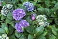 Closeup of bunch of multicolor hydrangea flowers with leaves in the garden background. Purple hydrangea floral plant in the park