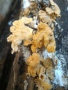 Close-up bunch of Mushroom thrives and growing on dead tree trunks