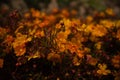 Closeup of a bunch of orange Australian Wildflowers, Begonia sutherlandii