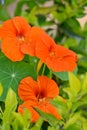 Closeup the bunch orange nasturtium flowers with vine and green leaves in the garden over out of focus green brown background