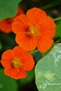 Closeup the bunch orange nasturtium flowers with vine and green leaves in the garden over out of focus green brown background