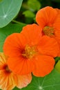 Closeup the bunch orange nasturtium flowers with vine and green leaves in the garden soft focus natural green brown background