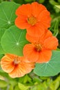 Closeup the bunch orange nasturtium flowers with vine and green leaves in the garden soft focus natural green brown background