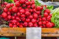 Closeup of a bunch of organic, fresh radishes and lettuce made wi Royalty Free Stock Photo