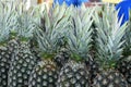 Closeup of bunch of pineapple