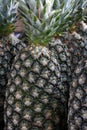 Closeup of bunch of pineapple