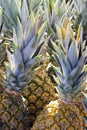 Closeup of bunch of pineapple