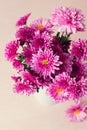 Closeup bunch of pink chrysanthemums