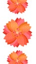 closeup the bunch pink orange flower art on the red white background Royalty Free Stock Photo