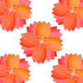 closeup the bunch pink orange flower art on the red white background Royalty Free Stock Photo