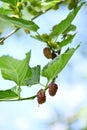 Closeup the bunch purple black mulberry with leaves and branch soft focus natural sky cloudy background Royalty Free Stock Photo