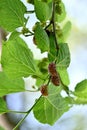 closeup the bunch purple black mulberry with leaves and branch soft focus natural sky cloudy background Royalty Free Stock Photo