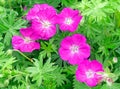 closeup bunch of purple geraniums or cranesbills in Summer flower garden