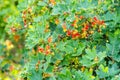 Closeup of a bunch of red currant Royalty Free Stock Photo