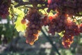 bunch of red grappes in a vineyard by sunny day Royalty Free Stock Photo