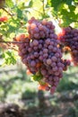 bunch of red grappes in a vineyard by sunny day Royalty Free Stock Photo