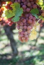 bunch of red grappes in a vineyard by sunny day Royalty Free Stock Photo