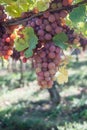 bunch of red grappes in a vineyard by sunny day Royalty Free Stock Photo