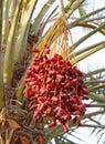 Closeup of a bunch of red Kimri & khalal dates Royalty Free Stock Photo