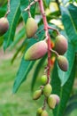 Closeup of a bunch of red mangoes ripening on a mango tree Royalty Free Stock Photo