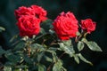 Closeup bunch red roses with drops of rain dew Royalty Free Stock Photo