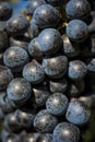 Closeup of a bunch of red wine grapes Royalty Free Stock Photo