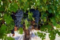 Closeup of a bunch of ripe black grapes on a grapevine in Stellenbosch, South Africa Royalty Free Stock Photo