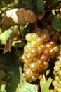 closeup bunch of ripe grapes in autumn